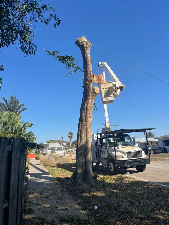 Tree removal leads
